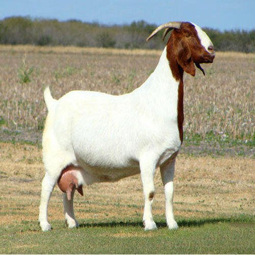 Boer Goats For Sale