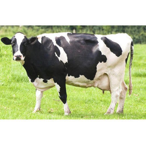 Holstein Friesian Cattle