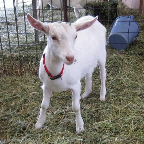 Saanen Goat for Sale