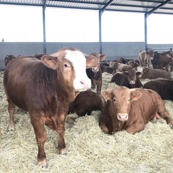 Simmental Cattle